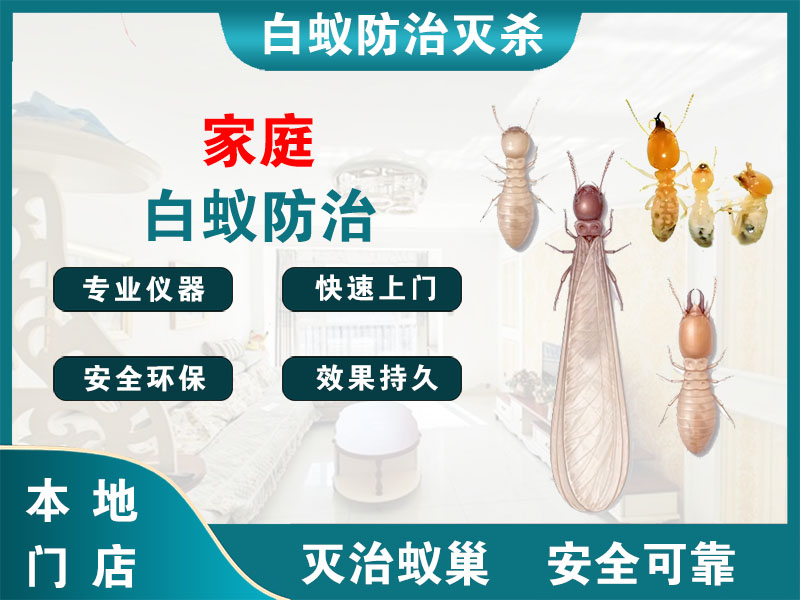 泉山家庭白蚁防治