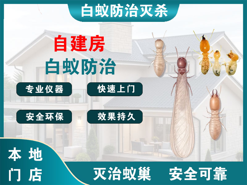 泉山自建房白蚁防治